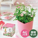 ＼全品5%OFFクーポン有／ 栽培キット 栽培セット 聖新陶芸 ひとえの可憐な花咲くミニバラ栽培セット GD-991 【聖新陶芸 栽培セット 栽培キット 室内 ミニバラ 園芸 ガーデニング 自由研究 限定 プレゼント ギフト】