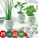 栽培キット 栽培セット 聖新陶芸 TSUBO GD-998 【聖新陶芸 栽培キット 栽培セット 薬味栽培 薬味 唐辛子 壺 家庭菜園 自由研究 室内 和風】