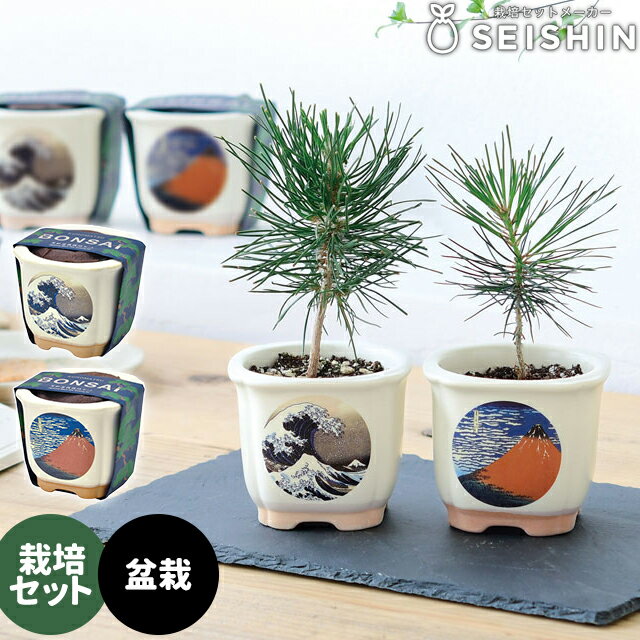 _Si5%OFFN[|L^ ͔|Lbg ͔|Zbg V| JAPANESE BONSAI GD-640 yV| ͔|Zbg ͔|Lbg ~͍͔|Lbg ͔| ~  R  a v[g Mtgz