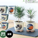 \3000円で5%OFFクーポン/ 栽培キット 栽培セット 聖新陶芸 JAPANESE BONSAI GD-640 【聖新陶芸 栽培セット 栽培キット 盆栽栽培...