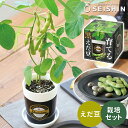 栽培キット 栽培セット 聖新陶芸 育てる黒えだ豆 栽培セット GD-995 【聖新陶芸 栽培セット 栽培キット 枝豆 栽培 家庭菜園 自由研究 室内 ギフト プレゼント 父の日】