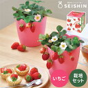 栽培キット 栽培セット 聖新陶芸 摘みたてイチゴ 栽培セット GD-1000 【聖新陶芸 栽培セット 栽培キット 室内 イチゴ 園芸 ガーデニング 自由研究 限...