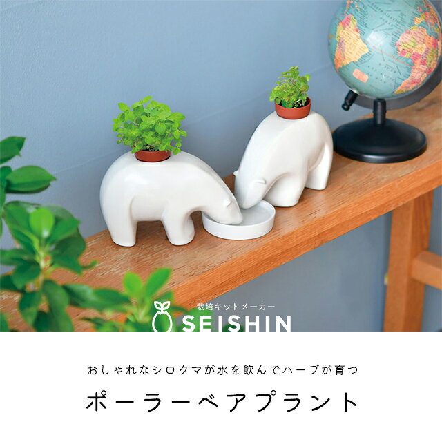 栽培セット 栽培キット 聖新陶芸 ポーラーベアプラント GD-1008 【聖新陶芸 栽培セ...