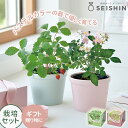 \3000円で5%OFFクーポン/ 栽培キット 栽培セット 聖新陶芸 サンクスガーデン GD-1009 【聖新陶芸 栽培セット 栽培キット ハーブ栽培キット 栽...