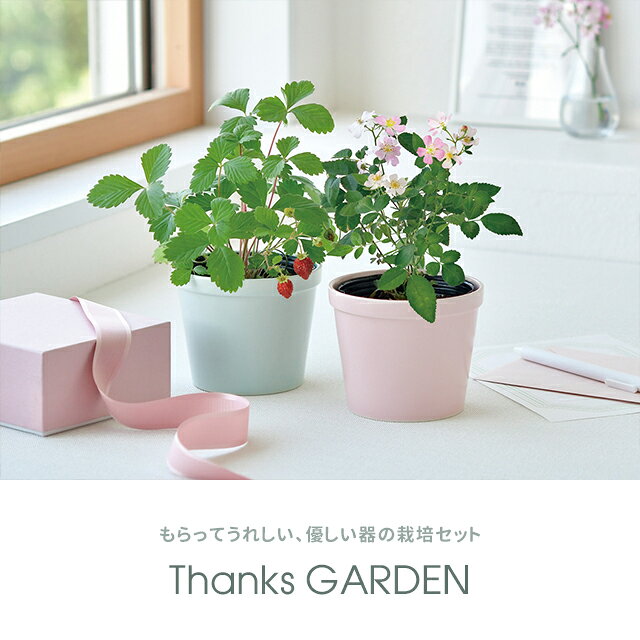 栽培キット 栽培セット 聖新陶芸 サンクスガーデン GD-1009 【聖新陶芸 栽培セット...