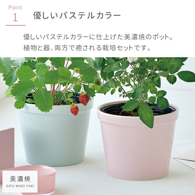 栽培キット 栽培セット 聖新陶芸 サンクスガーデン GD-1009 【聖新陶芸 栽培セット...