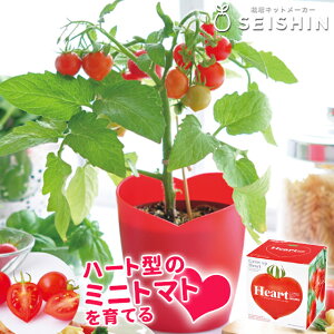 聖新陶芸 ハートの実がなる ハートマト 栽培セット ズームイン!!サタデー