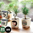 \3000円で5%OFFクーポン/ 栽培セット 栽培キット 聖新陶芸 JAPANESE BONSAI 白猫 赤松 富士と猫 和風 屋内 室内 日本製 美濃焼 盆...