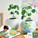 栽培セット 栽培キット 聖新陶芸 育てる世界 大豆栽培キット 初心者 屋内 えだ豆 大豆 瀬戸焼 【 自由研究 楽しく学ぶ GD-103701 】