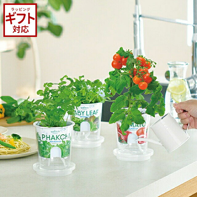 栽培キット 野菜 聖新陶芸 Fresh Feel フレッシュフィール 【 栽培セット 室内 ガーデニング 初心者 家庭菜園 サラダ 食べられる 収穫 かわいい オシャレ めざましテレビ 水やり簡単 】