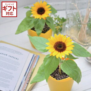 ＼100円OFFクーポン発行中／聖新陶芸 ミニヒマワリ栽培セット【栽培キット 日本製 初心者 簡単 種まき4月〜7月上旬 発芽適温25℃前後 ギフト 自家栽培 母の日 花 フラワー 黄色】