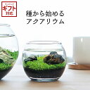 栽培キット 聖新陶芸 育てる水草 S GD-812 【 直径9cm 簡単 初心者向け アクアテラリウム アクアリウム 種から育てる 夏休み ガラス 自由研究 】