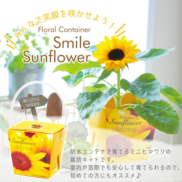 聖新陶芸 Floral Container スマイルサンフラワー GD434 【 ミニヒマワリ 栽培セッ...