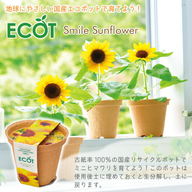 ＼3000円で5%OFFクーポン／ 聖新陶芸 スマイルサンフラワー ECOT GD435 【 ミニヒ...