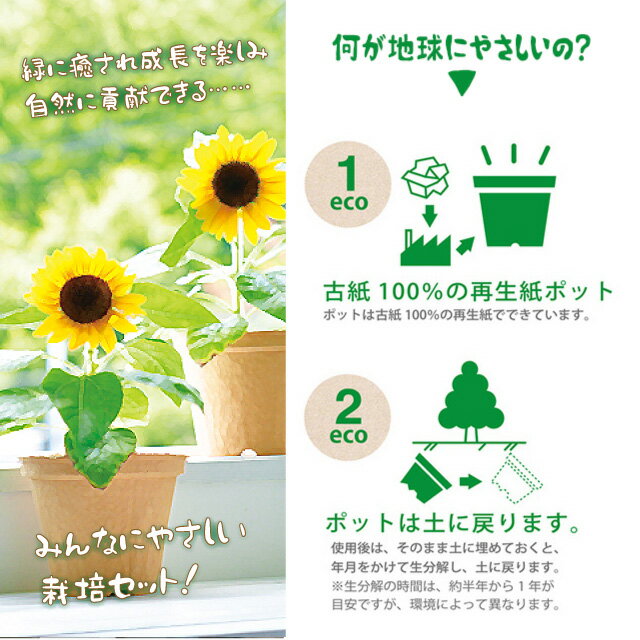 ＼3000円で5%OFFクーポン／ 聖新陶芸 スマイルサンフラワー ECOT GD435 【 ミニヒ...