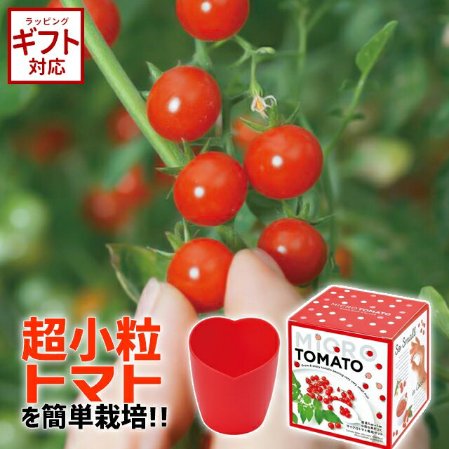 ＼本日限定 5%OFFクーポン／聖新陶芸 マイクロトマト 栽培セット GD903【栽培キット 野菜 かわいい おしゃれ ギフト】のサムネイル