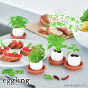 栽培セット 栽培キット 聖新陶芸 エッグリング クリアパッケージ EG57 【 初心者 eggling ミント バジル カクタス ワイルドストロベリー クローバー チリペッパー 卵型 かわいい プチギフト 野菜 花 】