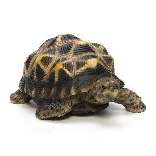 PET BANK STAR TORTOISE　（ペット バンク トータス インドホシガメ） 【AS】