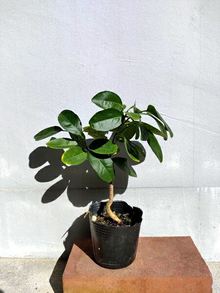 マナオ苗　タイライム　実生　タイ野菜　タイハーブ　9cmポット【冷凍便、EM関連とは同梱不可】のサムネイル