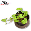 ブアボック苗、ツボ草苗、壷草苗、ゴツコラ、ツボクサ、ペニーワート、CICA、cica、シカ、シカクリーム、シカ化粧水、タイ野菜、タイハーブ、9cmポット、アンチ...