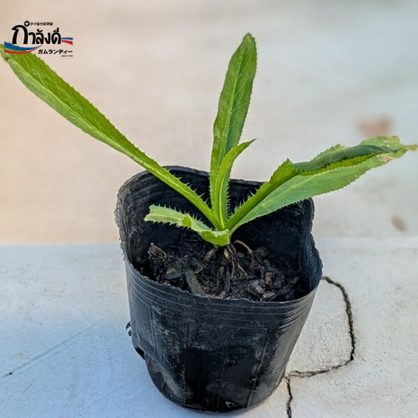 �ѥ��������ե�����ġ��Υ����ꥳ�ꥢ������������ȥ�(Culantro)���ᥭ�����󡦥��ꥢ�����(Mexican Coriander)����������(Ngo gai)�������ϡ��֡�9cm�ݥåȡ��������ء�EM��Ϣ�Ȥ�Ʊ���Բġ�