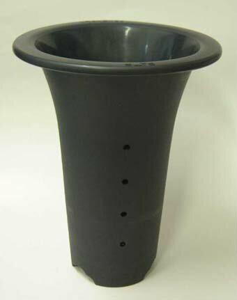 春蘭　プラ鉢　5．5号　植木鉢　鉢　蘭　らん　ラン 　園芸のサムネイル