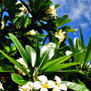花モチーフ インテリアパネル アートパネル FLOWER XLサイズ 100cm×100cm lib-4122838s4 北欧 送料無料 クーポン プレゼント 通販 NP 後払い 新生活 オススメ %off ジェンコ 【RCP】 北欧 モダン インテリア ナチュラル テイスト 雑貨
