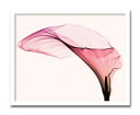インテリアアート Steven N Meyers Giant Calla ヒモ付 AS-11394 kar-3097207s1 アートパネル アートボード 壁紙...