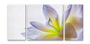 CANVAS ART キャンバスアート lily ユリ Mサイズ W600×H300 3枚組 US-1012 kar-4999362s1 アートパネル アートボード 壁紙 装飾フィルム 送料無料 北欧 モダン 家具 インテリア ナチュラル テイスト 新生活 オススメ おしゃれ 後払い