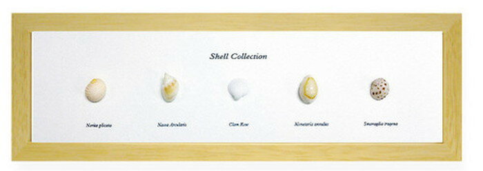 ƥꥢ ߥ˥ȥ쥯 Shell Collection ʥ PZ-4203 kar-5093262s3 ȥѥͥ ...