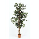 観葉植物 フィカス 690 A 19839 fj-52661 観葉植物 花 観葉植物 ガーデン DIY 送料無料 北欧 モダン 家具 インテリア ナチュラル テイスト 新生活 オススメ おしゃれ 後払い