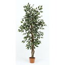 観葉植物 フィカス 690 B 19843 fj-52663 観葉植物 花 観葉植物 ガーデン DIY 送料無料 北欧 モダン 家具 インテリア ナチュラル テイスト 新生活 オススメ おしゃれ 後払い
