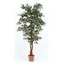 観葉植物 フィカス 1124 B 19844 fj-52664 観葉植物 花 観葉植物 ガーデン DIY 送料無料 北欧 モダン 家具 インテリア ナチュラル ...