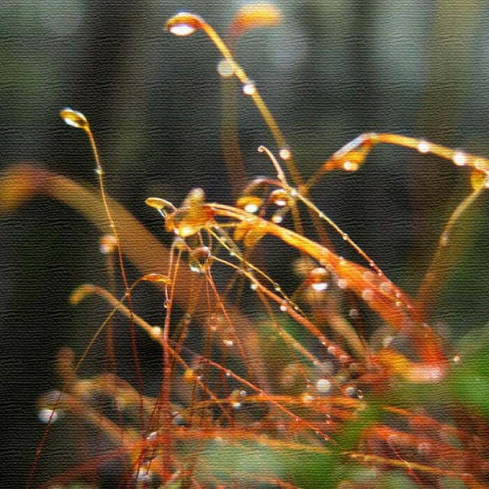 ���ʼ̿� PHOTO M������ 30cm��30cm �����ȥѥͥ� �ե��֥�å��ѥͥ� �����ȥܡ��� �ɳݤ� ������ ��åԥ��դ� Ź�� ���ե� �饦�� ����...