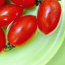 トマト VEGETABLE FRUIT Sサイズ 15cm×15cm アートパネル ファブリックパネル アートボード インテリアパネル 壁掛け 日本製 ラッピン...