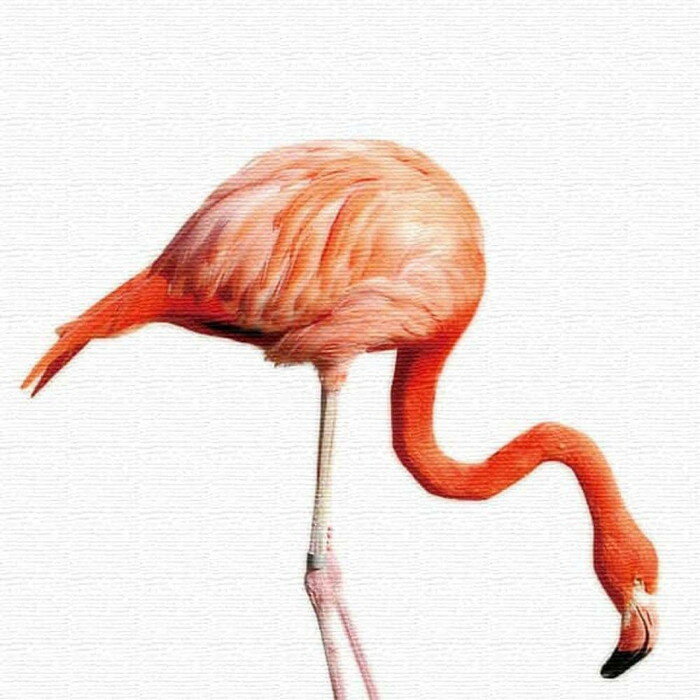 【スーパーセール対象商品】フラミンゴ ANIMAL Mサイズ 30cm×30cm アートパネル ファブリックパネル ア..