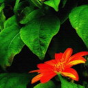 花 写真 PHOTO Sサイズ 15cm×15cm アートパネル ファブリックパネル アートボード インテリアパネル 壁掛け 日本製 ラッピング付き lib-p...