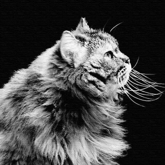 【スーパーセール対象商品】猫 ANIMAL Mサイズ 30cm×30cm アートパネル ファブリックパネル アートボー..