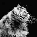猫 ANIMAL Sサイズ 15cm×15cm アートパネル ファブリックパネル アートボード 壁掛け 日本製 ラッピング付き 店舗 カフェ ラウンジ ロビー ...