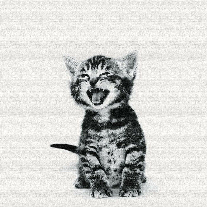 樂天商城 - 猫 XLサイズ 100cm×100cm アートパネル ファブリックパネル アートボード 壁掛け 日本製 ラッピング付き 店舗 カフェ ラウンジ ロビー ホテル 法人 lib-pho-0105-xl アートパネル アートボード 壁紙 装飾フィルム 送料無料 北欧 モダン 家