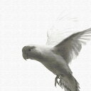 鳥 pho-0109 XLサイズ 100cm×100cm アートパネル ファブリックパネル アートボード 壁掛け 日本製 ラッピング付き 店舗 カフェ ラウンジ...