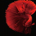モダンアート 金魚 phot-1812-001 XLサイズ 100cm×100cm アートパネル ファブリックパネル アートボード 壁掛け 日本製 ラッピング付...