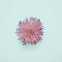 花 poht-1805-02 Sサイズ 15cm×15cm アートパネル ファブリックパネル アートボード インテリアパネル 壁掛け 日本製 ラッピング付き lib-poht-1805-02-s アートパネル アートボード 壁紙 装飾フィルム 送料無料 北欧 モダン 家具 インテリア ナチュラル テイスト