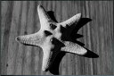 Photography Star fish 915x615x30mm IAA-53248 bic-10622193s1 アートパネル アートボード 壁紙 装飾フィルム 送料無料 北欧 モダン 家具 インテリア ナチュラル テイスト 新生活 オススメ おしゃれ 後払い(3)