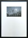 Photography art Susuki 275x382x20mm IPG-53253 bic-10872395s1 アートパネル アートボード 壁紙 装飾フィルム 送料無料 北欧 モダン 家具 インテリア ナチュラル テイスト 新生活 オススメ おしゃれ 後払い