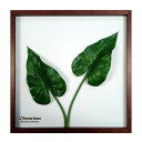 インテリアグリーンアート ForestDecoL Philodendron LP-1006 フレームカラー ブラウン kar-9326788s1 アートパネル ...