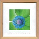 フレンチフォトグラフィ アネモネ インバート French Photography Anemone invert 220x220x20 snw-zfp-51898 アートパネル アートボード 壁紙 装飾フィルム 送料無料 北欧 モダン 家具 インテリア ナチュラル テイスト 新生活 オススメ おしゃれ 後払い