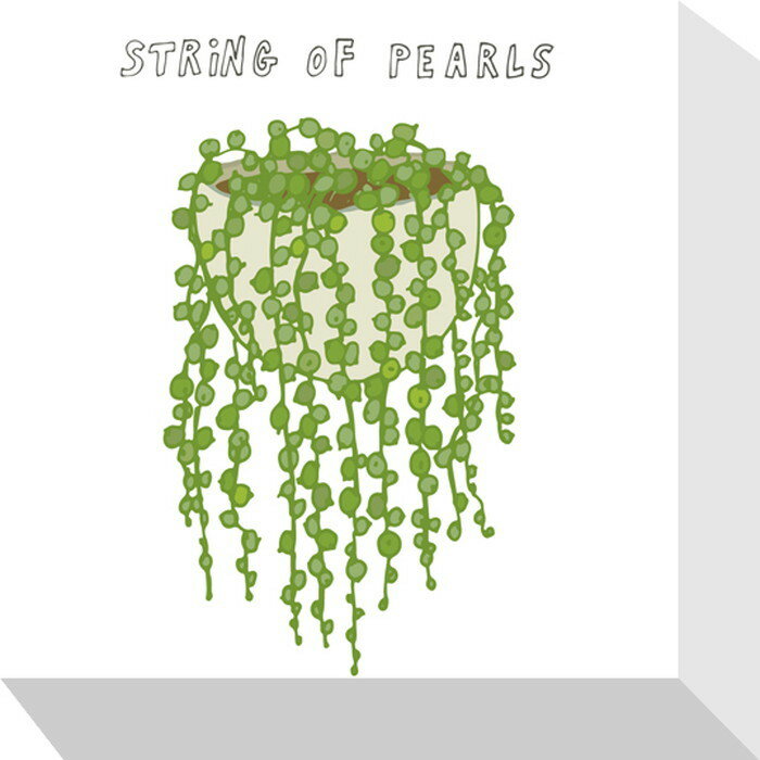 ȶ񡦥ƥꥢΥ󥳤㤨֥ۡץ ȥ󥰥ѡ Home Plants STRING OF PEARLS 175x175x40 snw-zpa-53530 ȥѥͥ ȥܡ ɻ ե ̵ ̲  ȶ ƥꥢ ʥ ƥ    ʧפβǤʤ5,324ߤˤʤޤ
