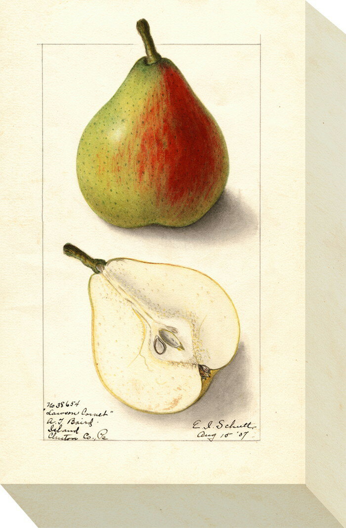 �ߥ� �ѥͥ� �ڥ��� �� MINI Panel Pear 175x280x40 snw-zap-53701 �����ȥѥͥ� �����ȥܡ��� �ɻ� �����ե���� ����...