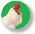 アニマル缶バッジ CBAN001 Rooster にわとり 動物 バッジ バッチ アクセサリー グッズ